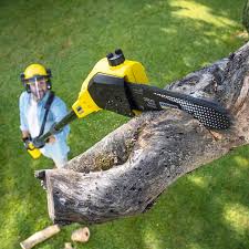 Trusted Lantana, TX  Tree Services Experts